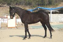 �������� (GWANGSE JIJAE) ����