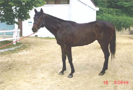 �����ɰ� ����