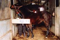 �������� (NADO JEONGSANG) ����