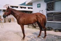 �¹��屺 (TAEBAEK JANGGUN) ����