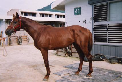 �¹��屺 ����