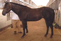 ��������� (SLEW��S APPEAL) ����