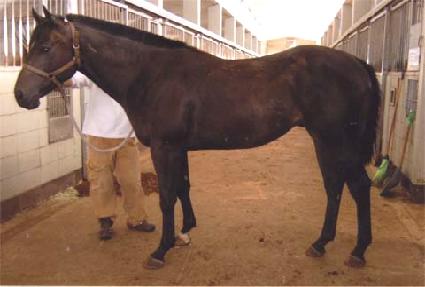 ��������� ����