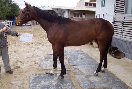 ����ƾ ����