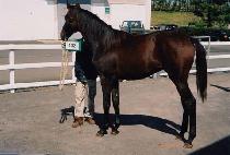 ���̳� (LINER) ����