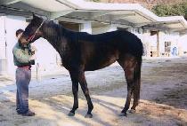 �뵶��ü (NODOG ILCHE) ����