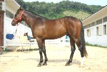 õ���� (CHEOLLIGIL) ����