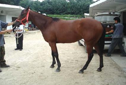 �䰡������ ����