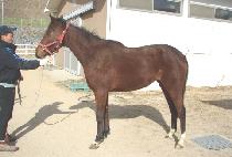 �Ƹ��ٿ�̼� (AREUMDAUN MISO) ����