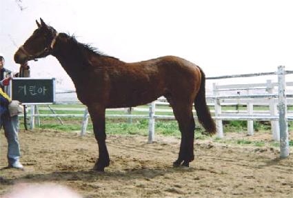 ��ŷ ����