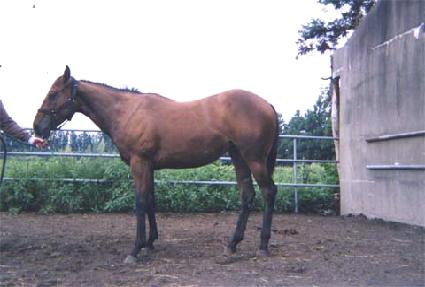 �ö����� ����