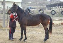 õ�ڱ� (CHEONJAGUNG) ����