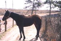 ���ǿ� (RAPIEL) ����