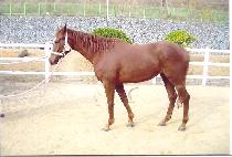 ��� (SANBONG) ����