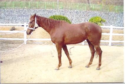 ��� ����