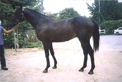 ����Ǻ� ����