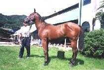 ������ (NARA SARANG) ����