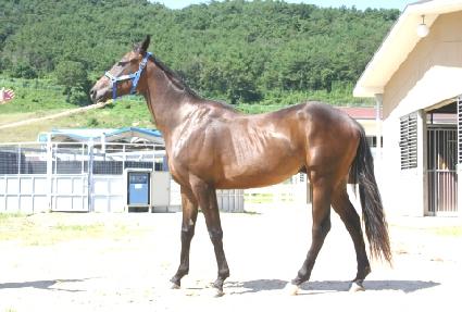 ���̾�� ����