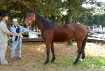 �Ǳ����� (UIGI TUHAP) ����