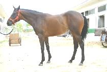 �Ƹ�� (ALMOND) ����