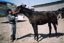 ���� (DOKDAE) ����