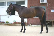 ������� (BLUE LINE) ����