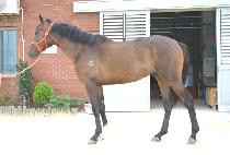 ��õ�ε� (GAMCHEON BUDU) ����