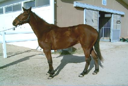 Ǫ���ô� ����