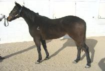 ������ (STOPPER) ����