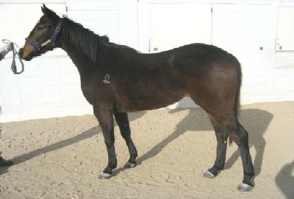 ������ ����