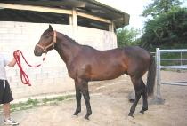 ������� (BLUE OCEAN) ����