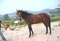 �׸��� (THEME SONG) ����