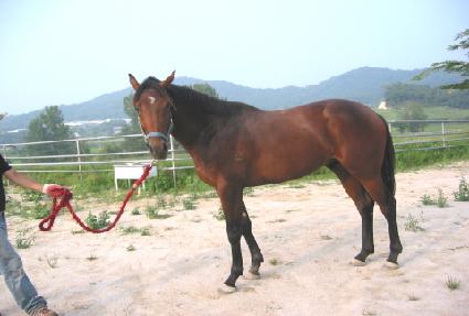 �׸��� ����