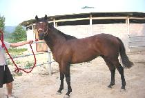 ž����Ʈ (TOPMAST) ����