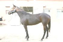 �۷θ�� (GLORIOUS) ����