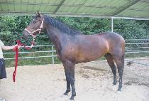 �׷������ (GRANDIOSE) ����