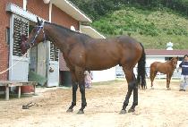 ����Ʈ���� (SWEET PUZZLE) ����