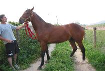 ŷ�� (KINGPIN) ����