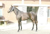 �ָ���ȯȣ (JUMARUI HWANHO) ����