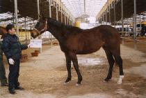 Ÿ�����¾� (TAGONAN TAEYANG) ����