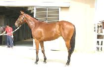 ��Ʈĳġ (LASTCATCH) ����