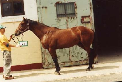 �������� ����