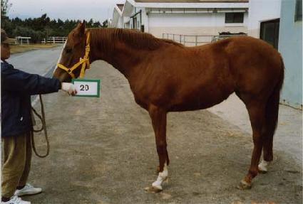 ������ ����