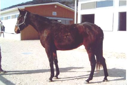 �н��帲 ����