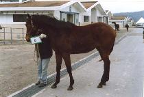 ������Ÿ�� (CAPE TOWN) ����