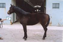 �����ǺҲ� (YEONGWANGUIBULKKOT) ����