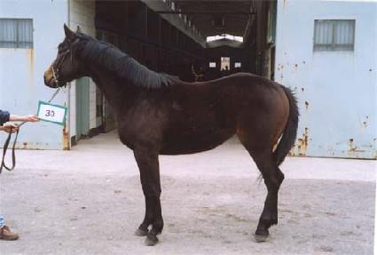 �����ǺҲ� ����