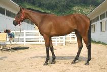 �������� (NAMDOJINJU) ����