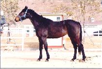 �긮����� (BREEZY WOMAN) ����