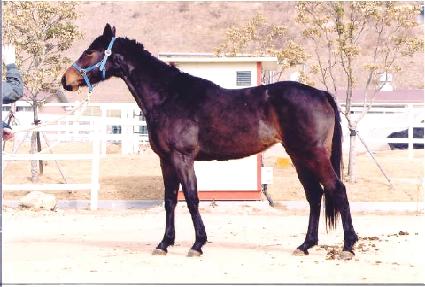 �긮����� ����